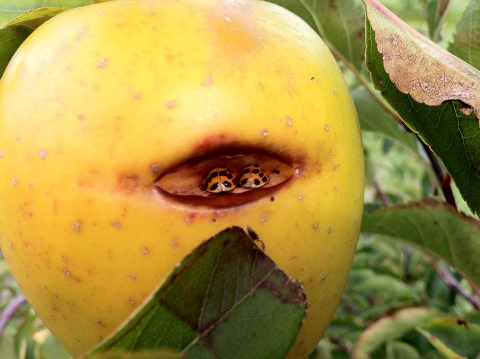 Lynd Fruit Farm Spring Events Berry And Apple Picking And Fall Fun