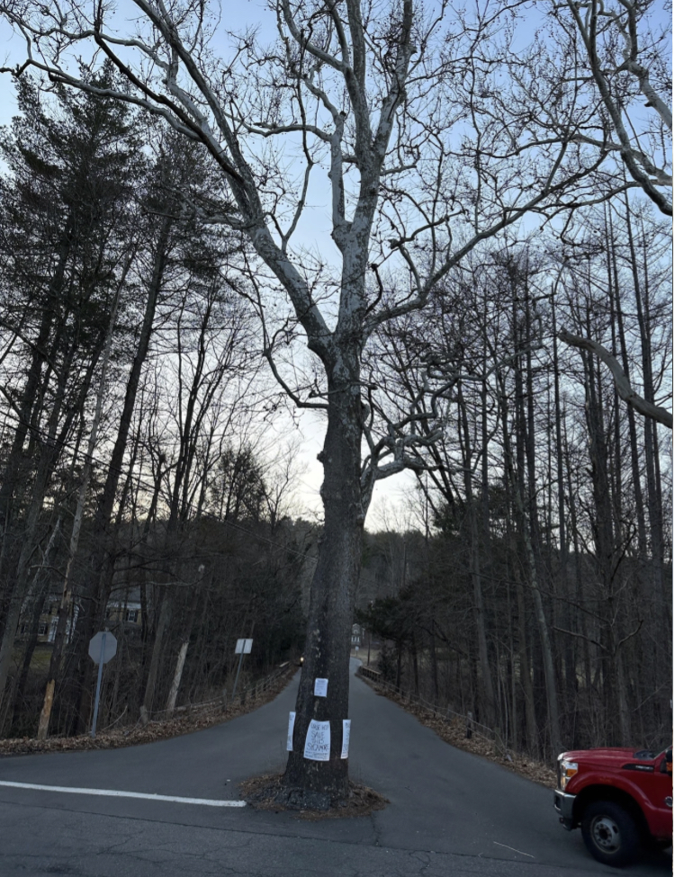 This sycamore tree in Canton was slated to be taken down, but town officials are exploring other options.