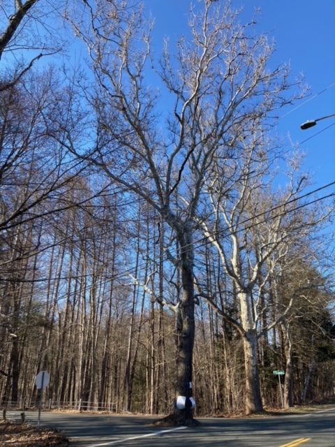 This sycamore tree in Canton was slated to be torn down, but town officials are exploring other options.