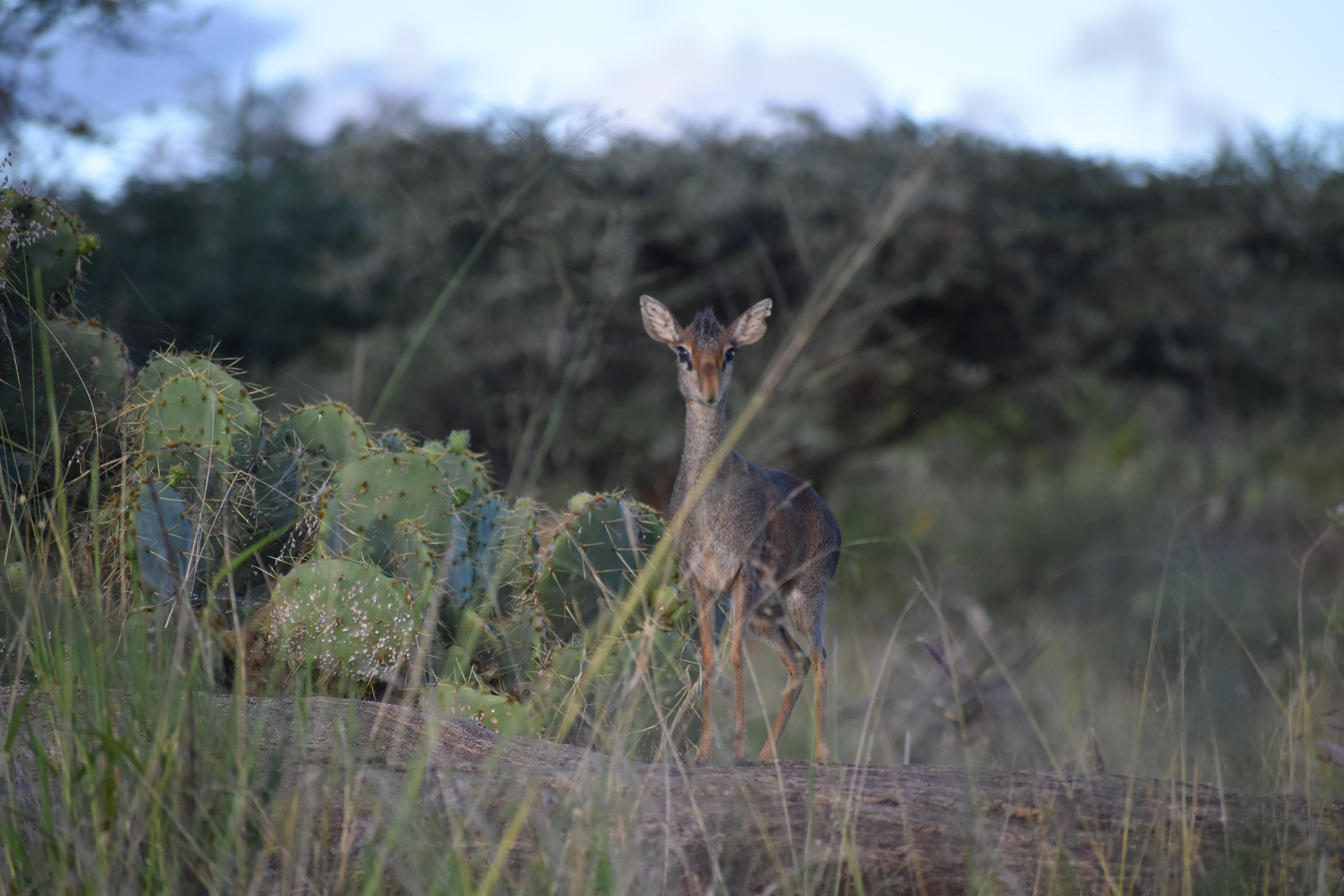 A dik-dik, among Kenya's smallest antelopes, weighing in at only 6 to 13 pounds, checks out the company at Kenya's Loisaba Conservancy. (Mary Ann Anderson/TNS)