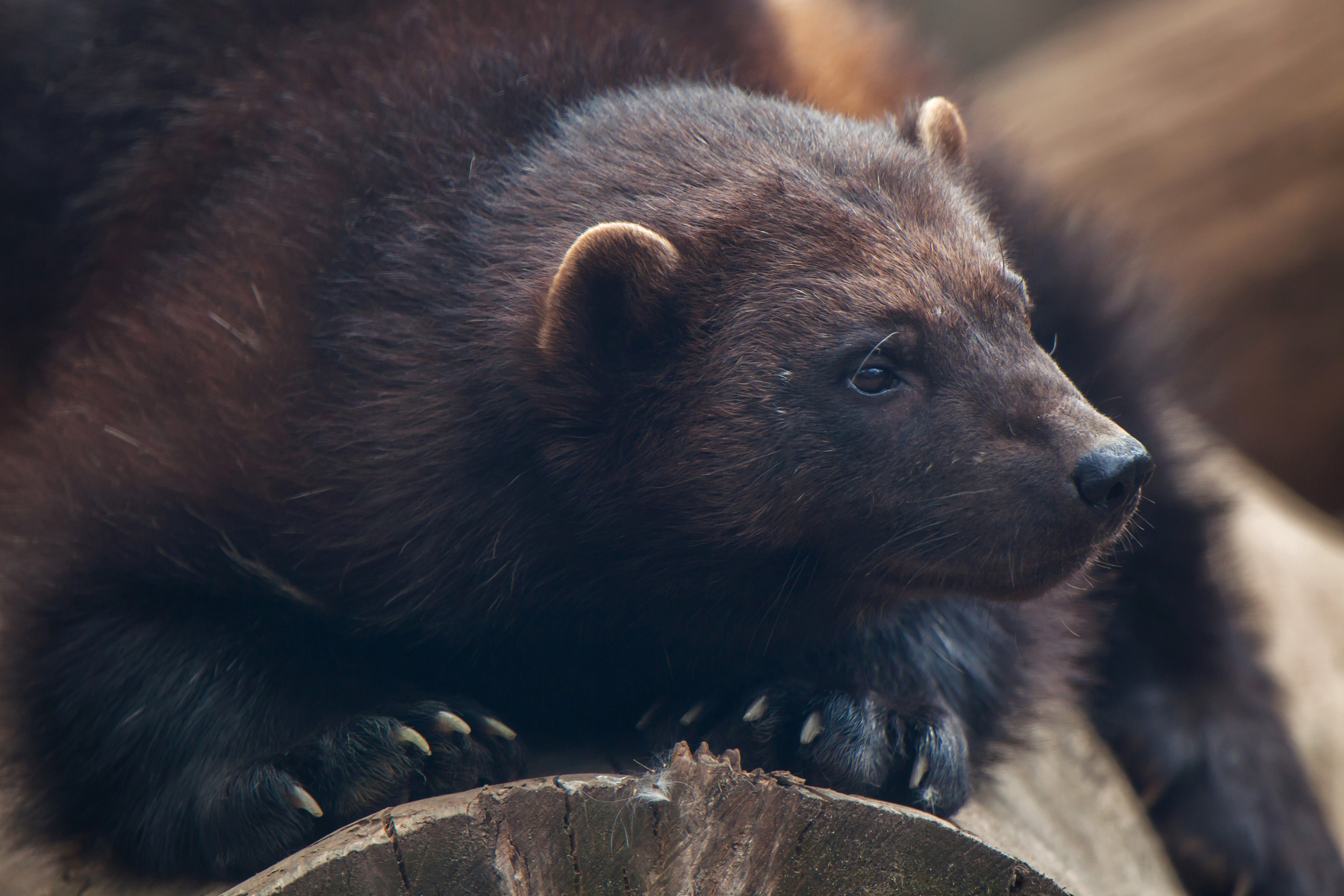 Wolverine Gulo gulo, also known as the glutton. (Dreamstime/TNS)