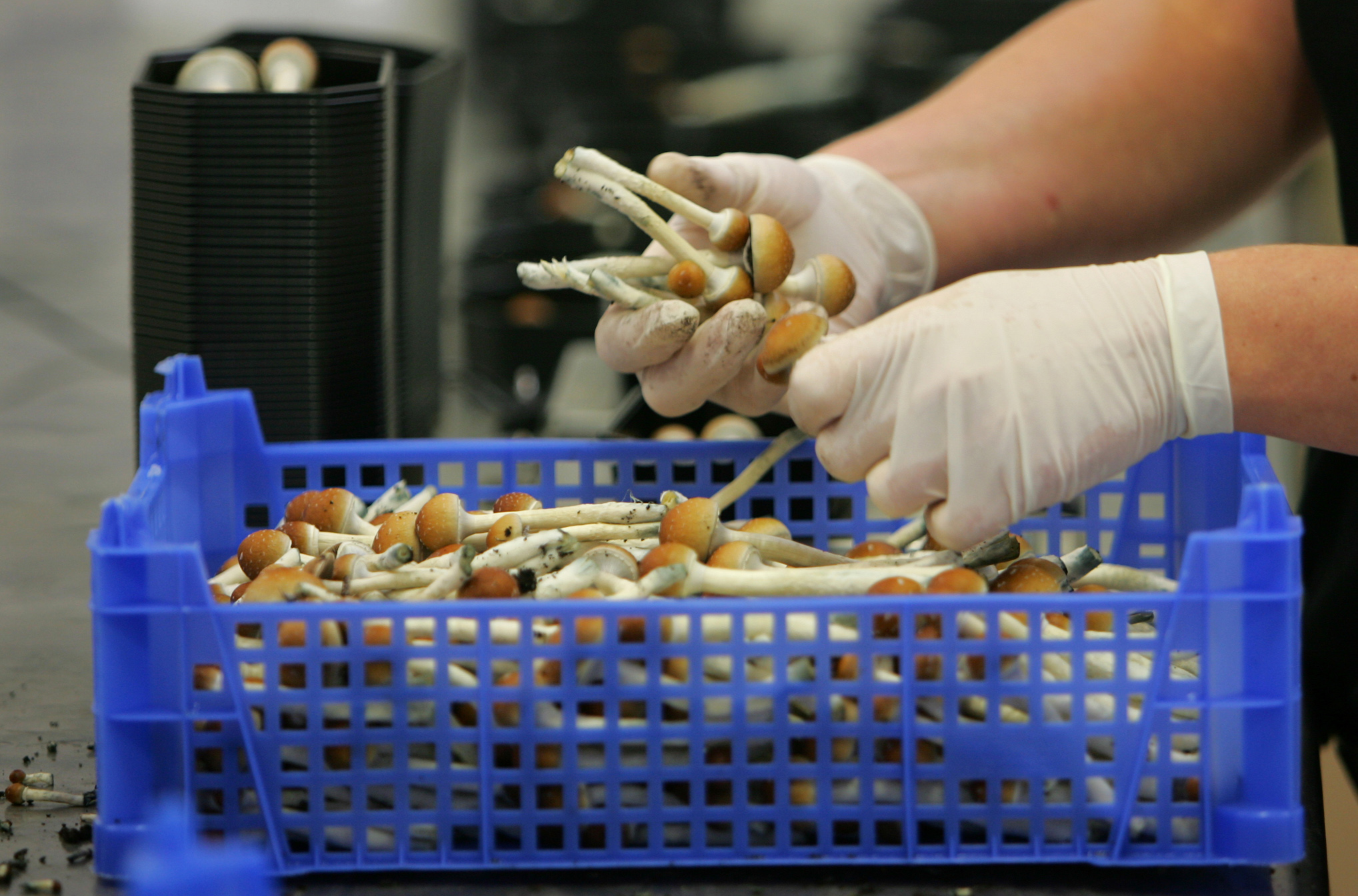 Magic mushrooms are being weighed and ...