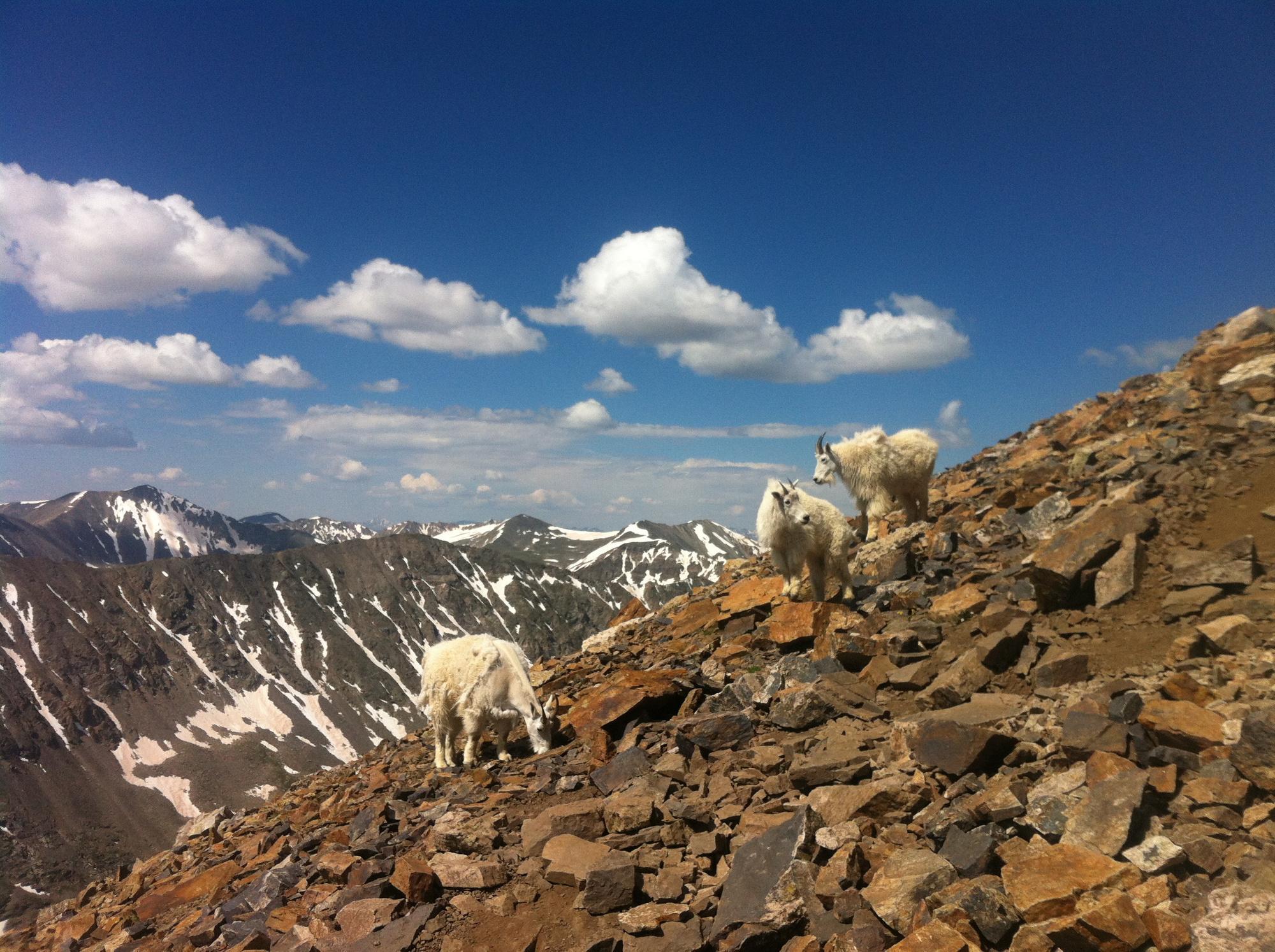 Mountain goats traverse the East ridge of Quandary Peak (14,270 feet.) in 2014. (Patrick Traylor, The Denver Post)