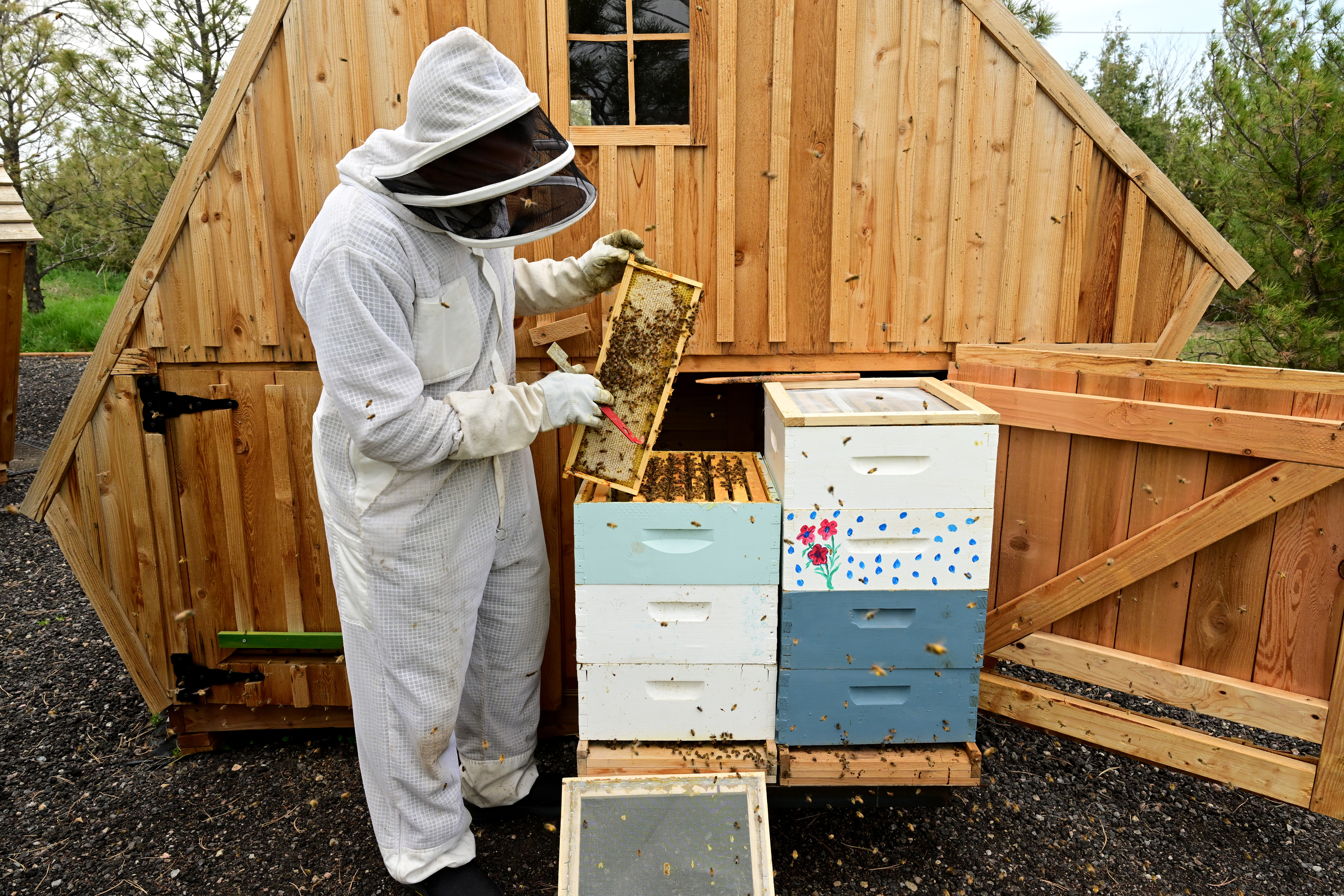 Charlie Peterson, co-owner of Capella Ranch, works amongst the honeybees and their hives in one of two "Bee Huts" at the ranch in Lafayette on May 2, 2023. Each hut contains four hives, which are secured below a bench where visitors can lay or sit. There are 30,000-40,000 bees per hive with a total of about 120,000 bees in the two huts. (Photo by Helen H. Richardson/The Denver Post)