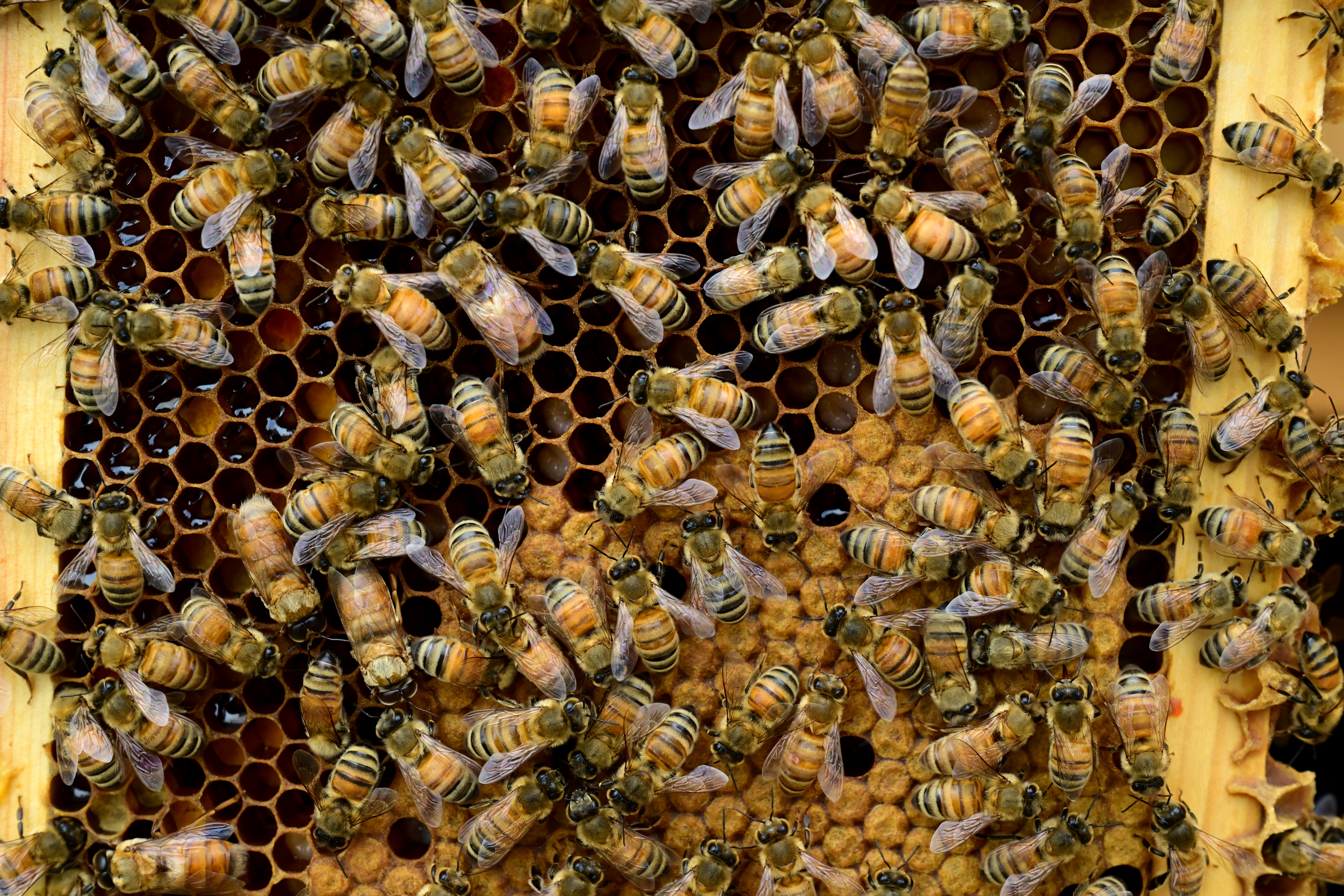 Charlie Peterson, co-owner of Capella Ranch, shows the work of his honeybees in one of two "Bee Huts" at Capella Ranch in Lafayette on May 2, 2023. When bees make honey, they create a unique smell. Visitors can spend 30 minutes in the hut for $35 and 55 minutes for $60. (Photo by Helen H. Richardson/The Denver Post)