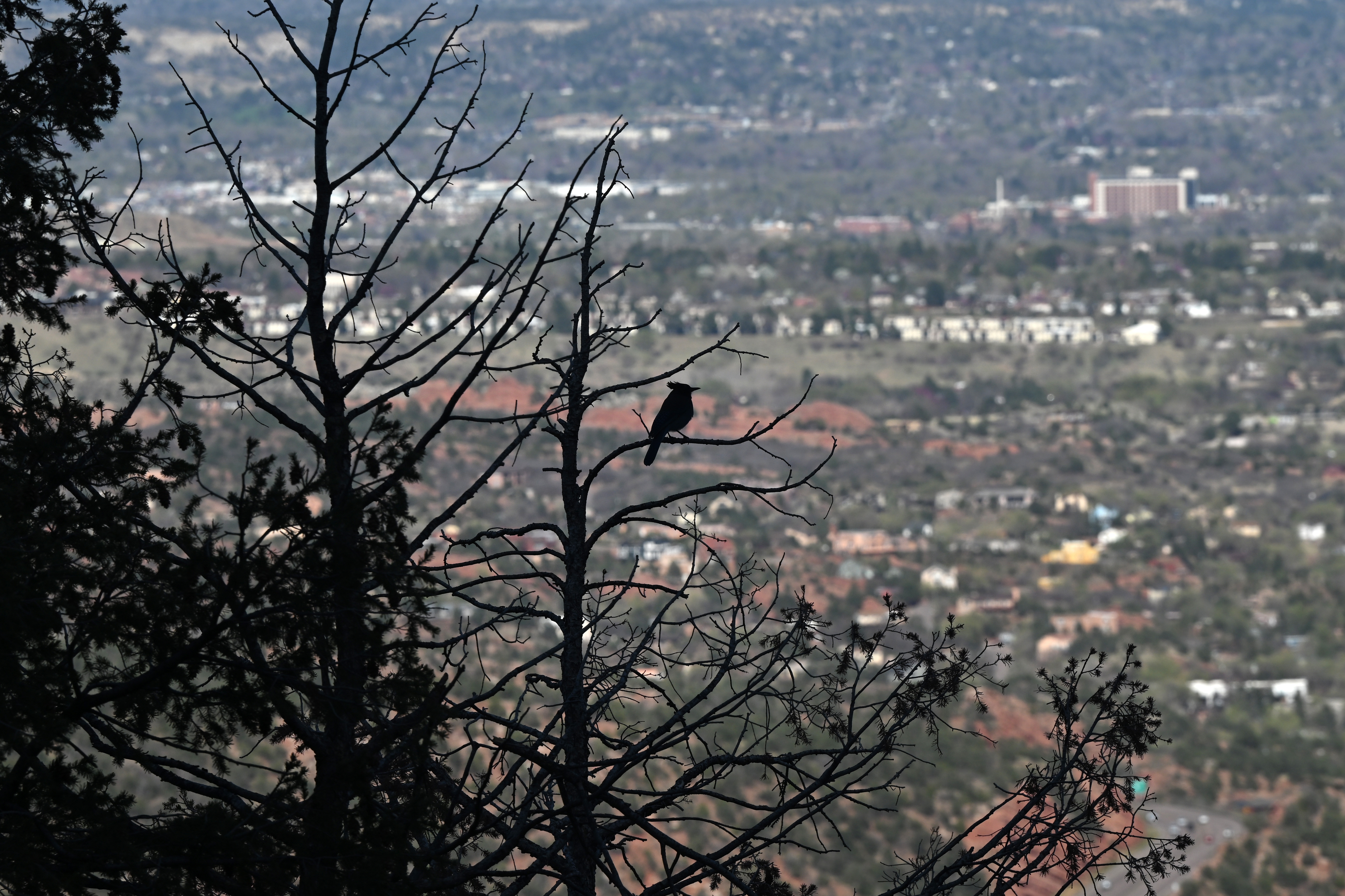 A bird is perched in a tree near the Manitou Incline in Manitou Springs on April 23, 2024. (Photo by Helen H. Richardson/The Denver Post)