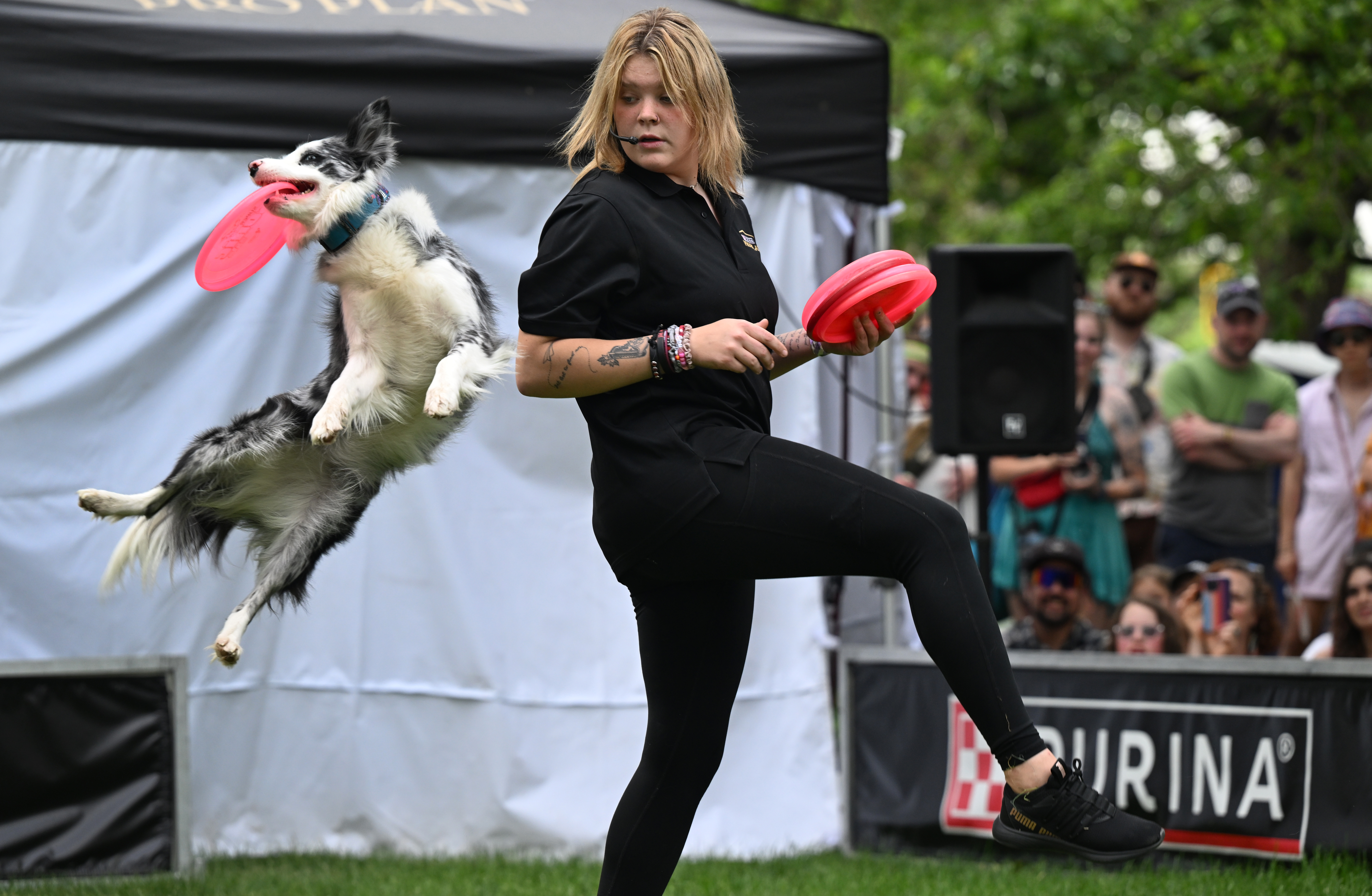 Macee Aumack, 19, right, performs with her herding dog Riddle during the Purina Incredible Dog Team performance during the Outside Festival at Civic Center Park in Denver on June 2, 2024. (Helen H. Richardson/ The Denver Post)