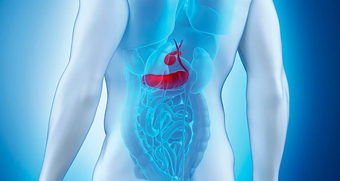 Le Pancreas Fonctions Vitales Et Complications Averees Diabete Magazine