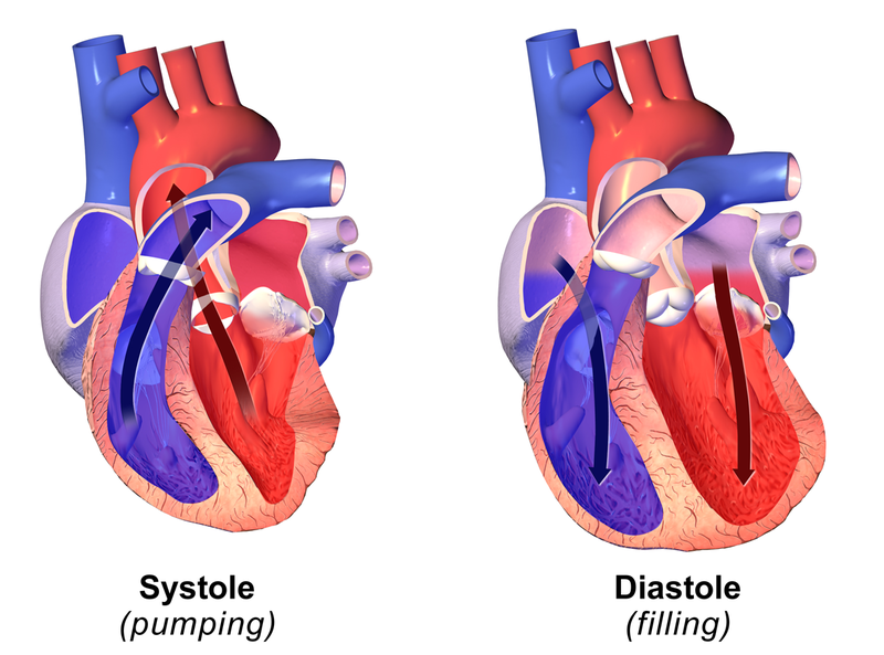 Systolic vs Diastolic Pressure