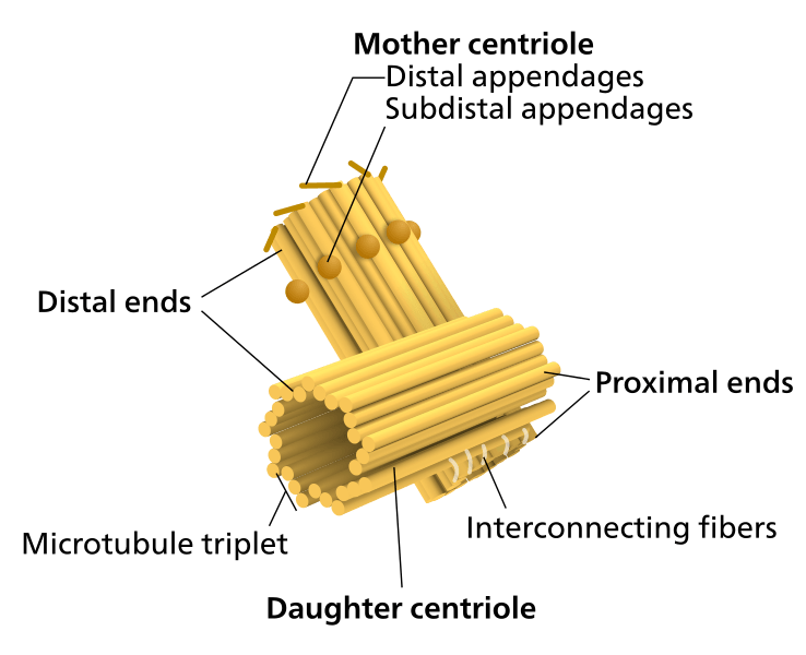 Difference Between Centriole and Centromere