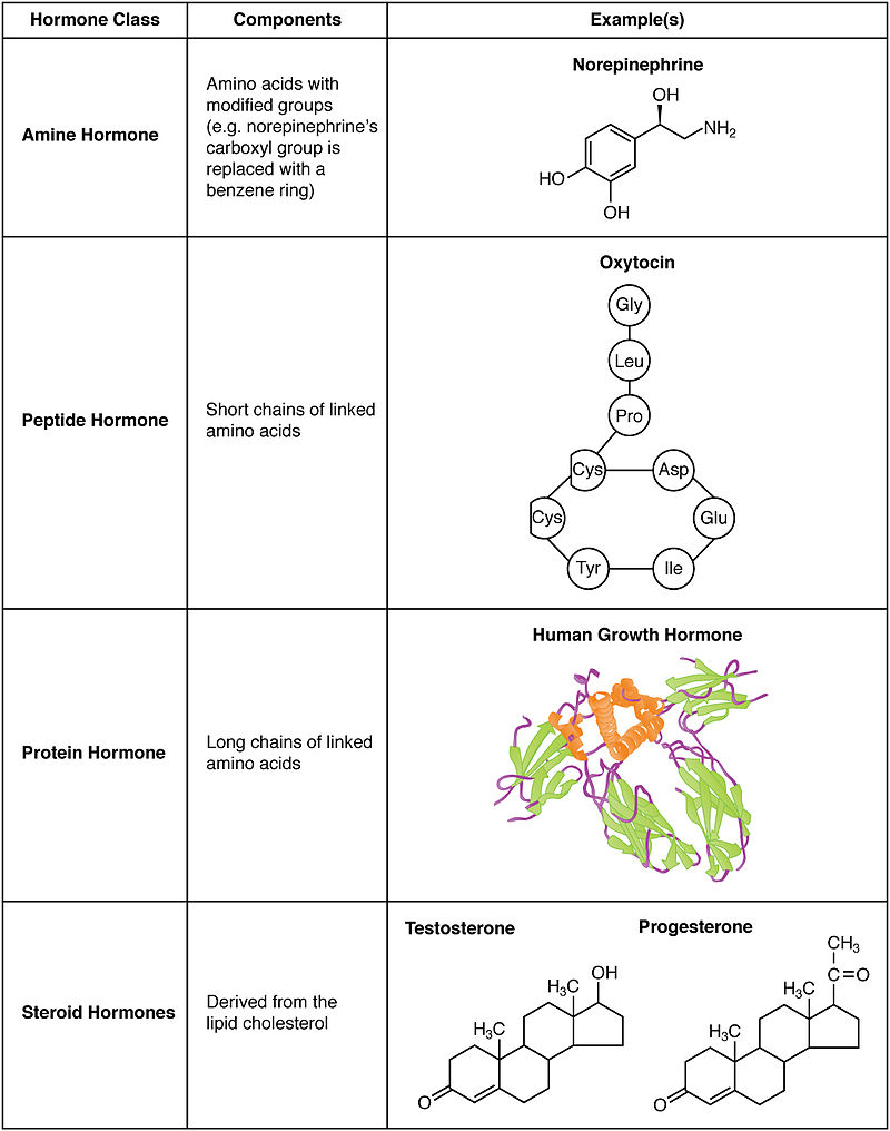 Key Difference Between Neurotransmitters and Hormones