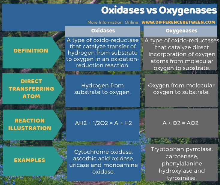 Difference Between Oxidases and Oxygenases in Tabular Form