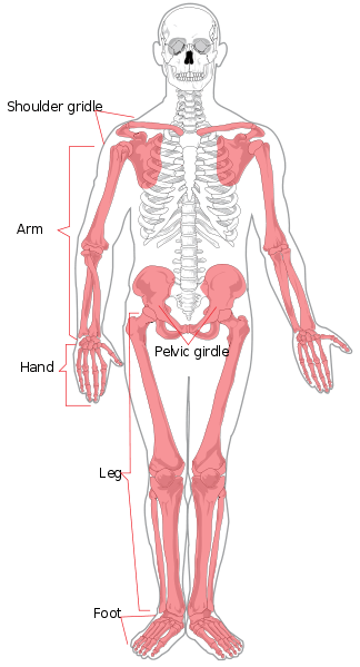 Key Difference Between Axial and Appendicular