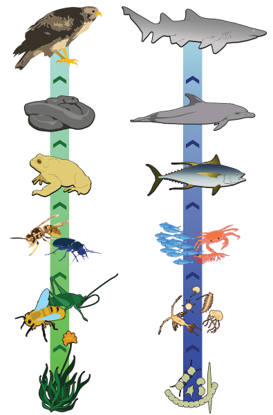 Key Difference Between Food Chain and Food Pyramid