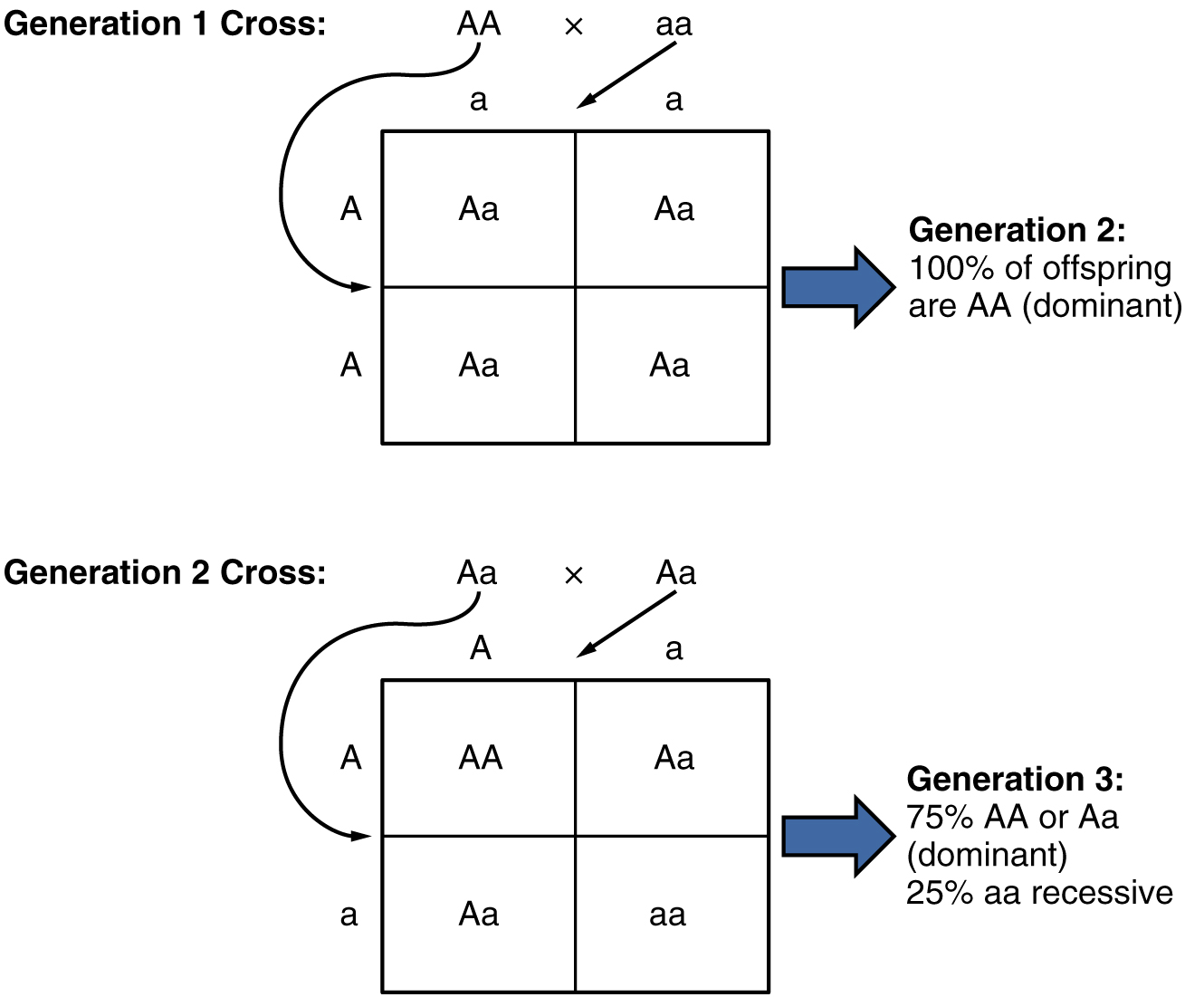 Difference Between Homozygous and Heterozygous