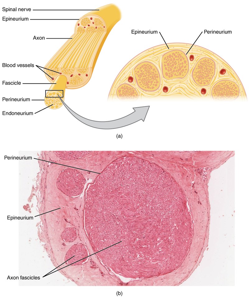 Key Difference Between Nerve and Neuron