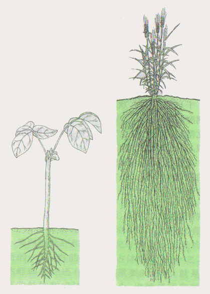 Difference Between Tap Root and Fibrous Root