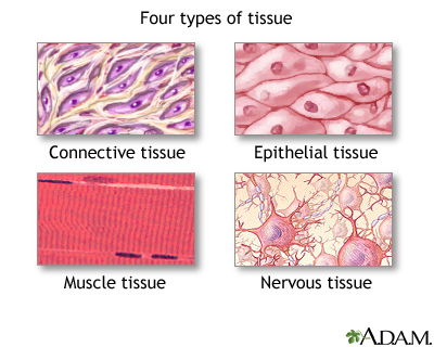 Key Difference - Tissue vs Organ