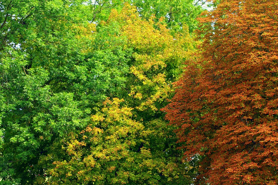 Difference Between Deciduous and Evergreen Trees