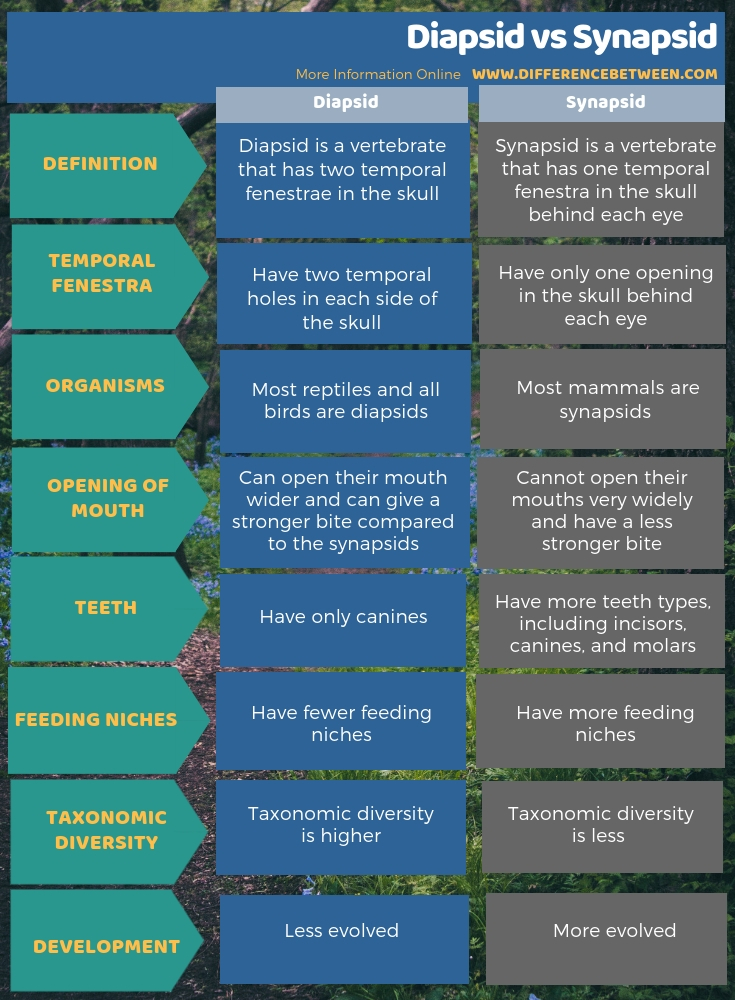 Difference Between Diapsid and Synapsid in Tabular Form