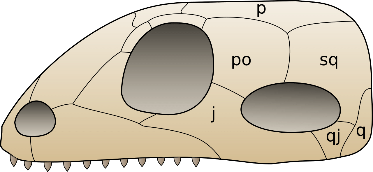 Key Difference - Diapsid vs Synapsid