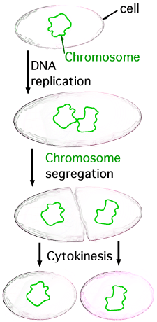 Key Difference Between Mitosis and Binary Fission