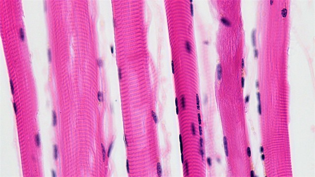 Key Difference -Tissue vs Cell