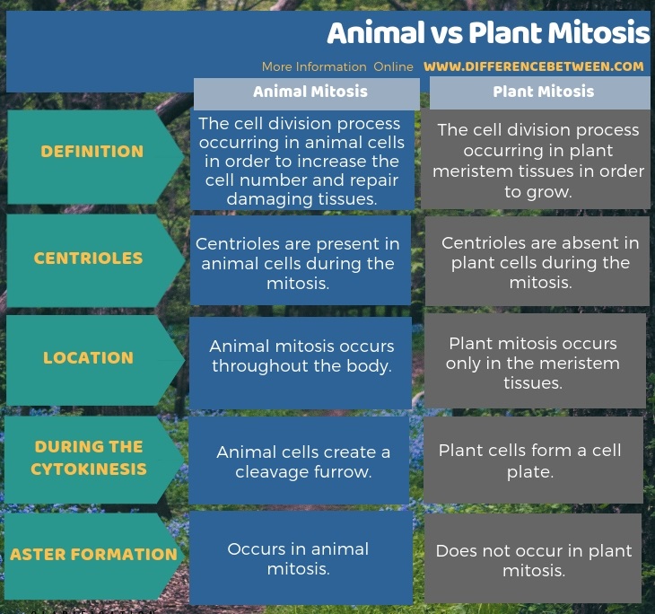 Difference Between Animal and Plant Mitosis in Tabular Form