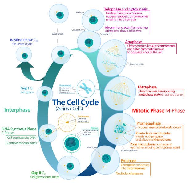 Difference Between Animal and Plant Mitosis