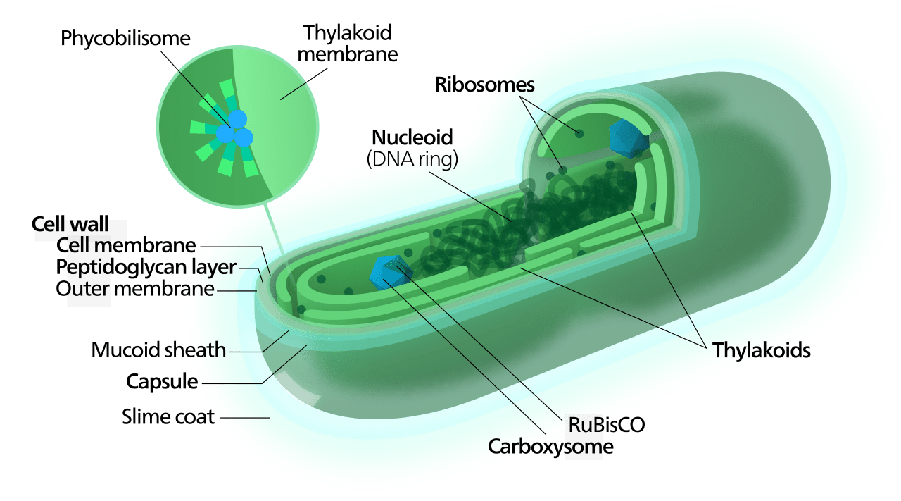 Key Difference Between Cyanobacteria and Algae