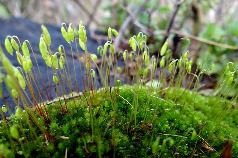 Differences Between Bryophytes and Ferns