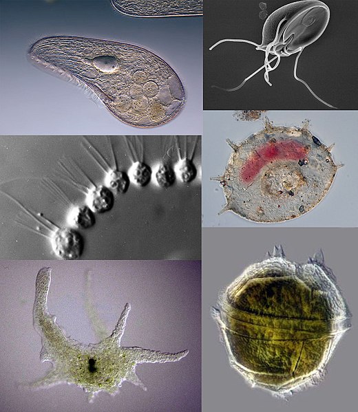 Key Difference - Algae vs Protozoa