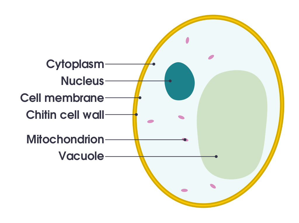 Key Difference - Intracellular vs Extracellular Fluids