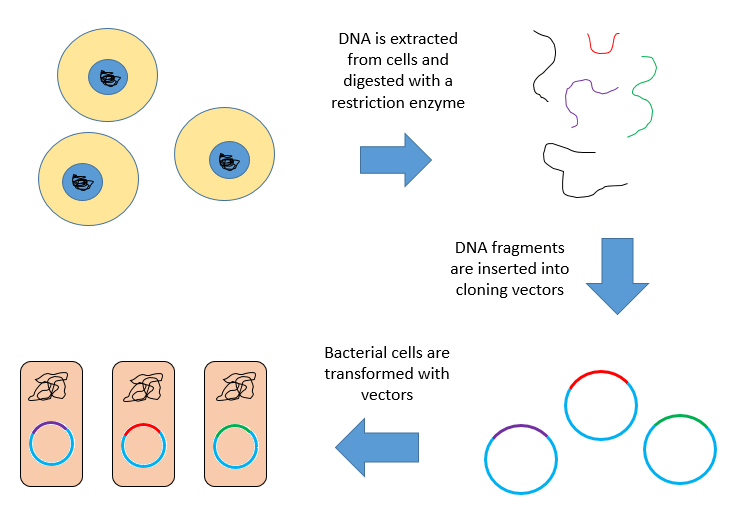 Difference Between Plasmid and Vector