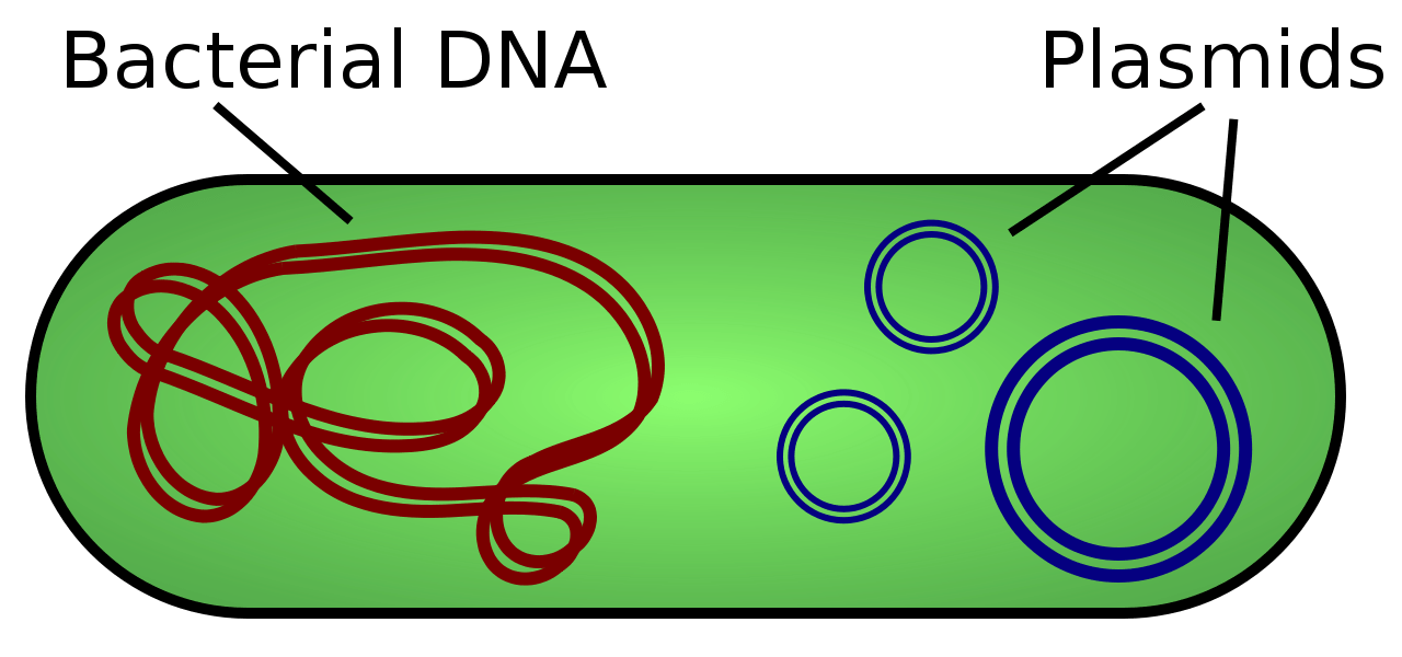 Difference Between Plasmid and Vector