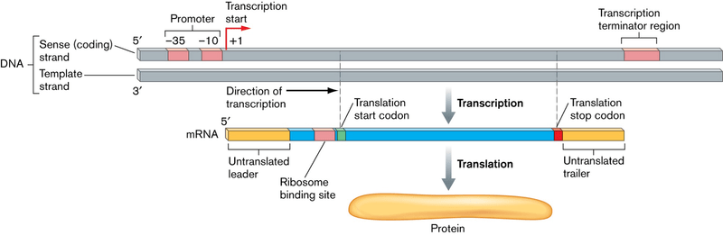 Difference Between Prokaryotic and Eukaryotic Transcription