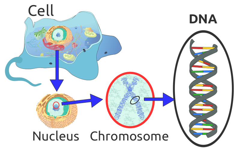 Key Difference Between Prokaryotic and Eukaryotic Genome