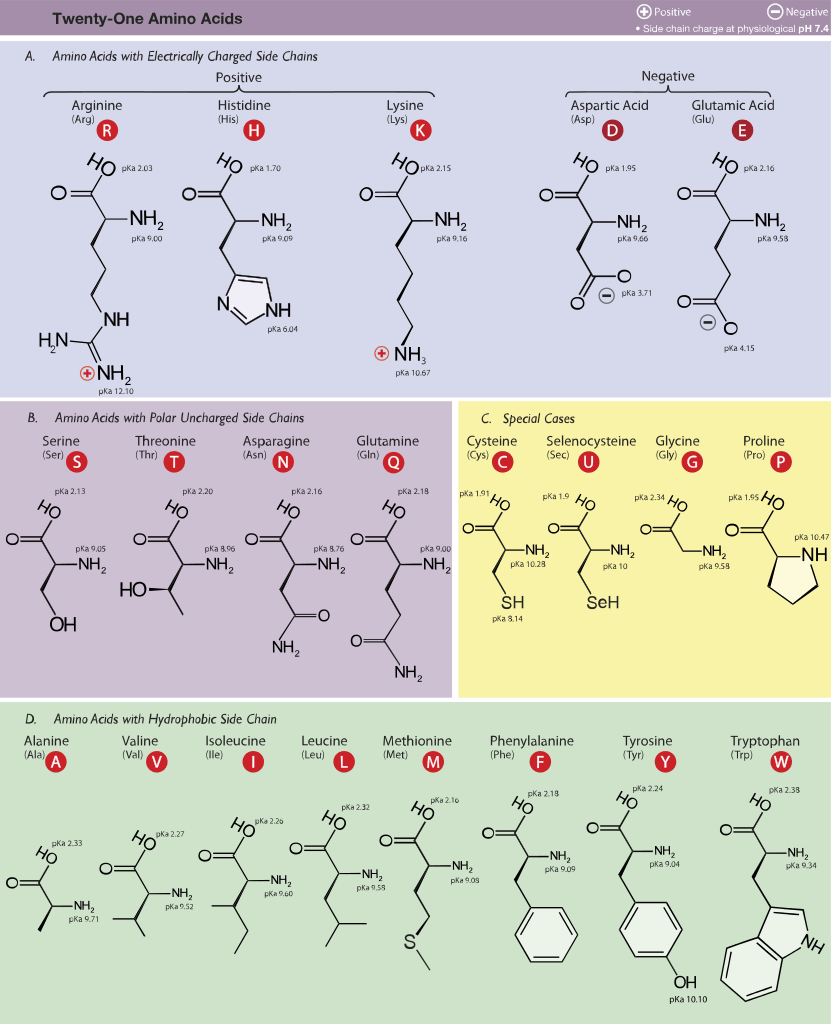 Difference Between Essential and Non-essential Amino Acids