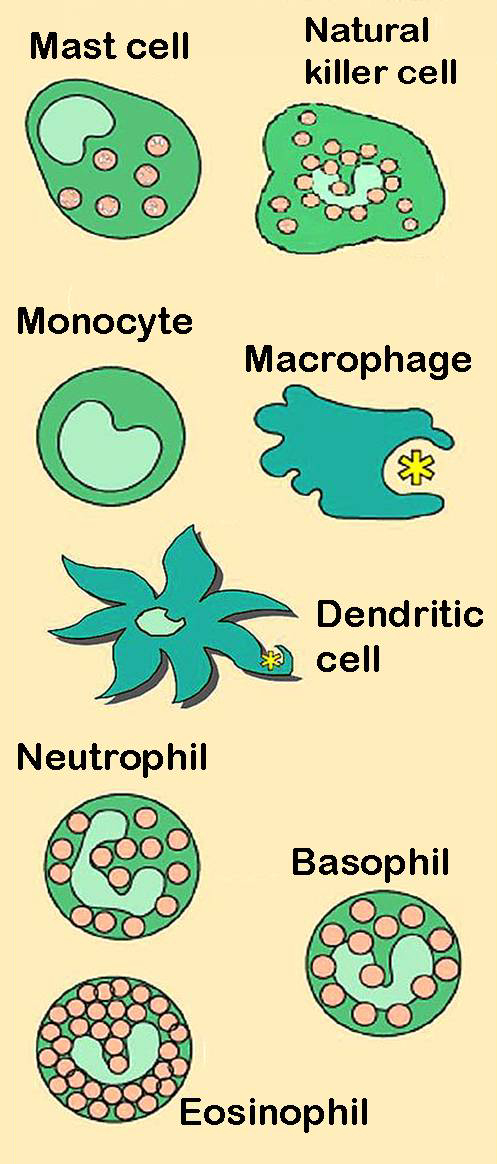 Difference Between Innate and Adaptive Immunity