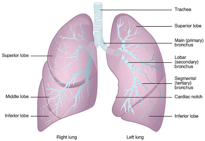 Difference Between Right and Left Lung