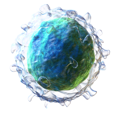 Key Difference - Leukocytes vs Lymphocytes