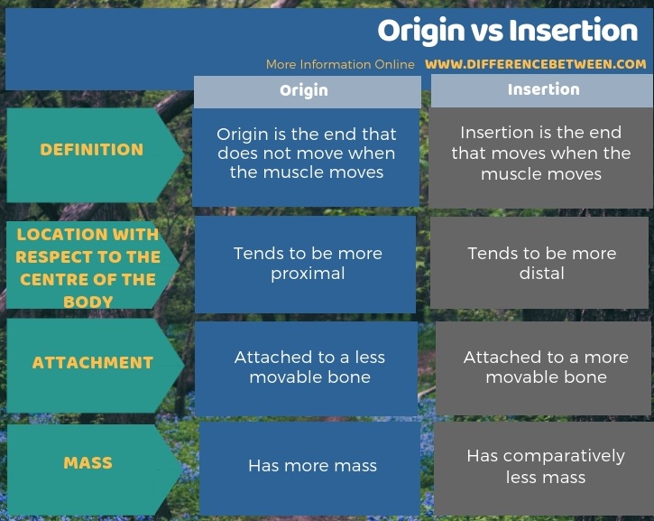 Difference Between Origin and Insertion in Tabular Form