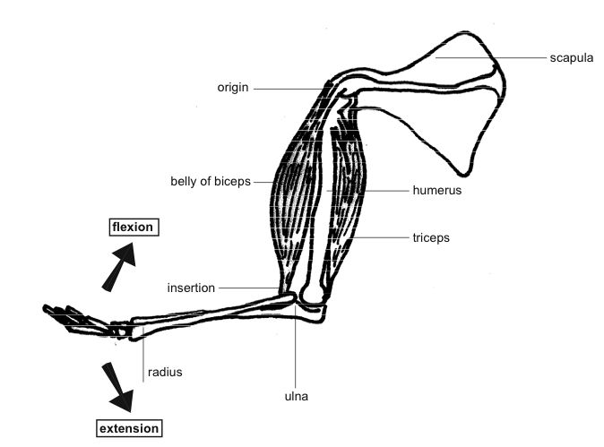 Difference Between Origin and Insertion