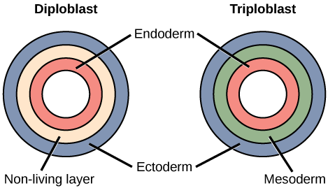 Difference Between Diploblastic and Triploblastic