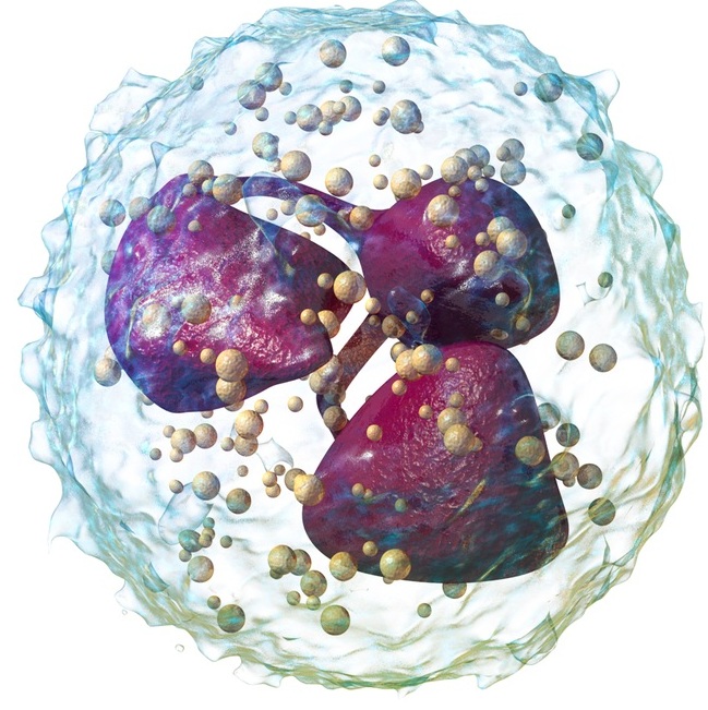 Key Difference - Neutrophils vs Macrophages