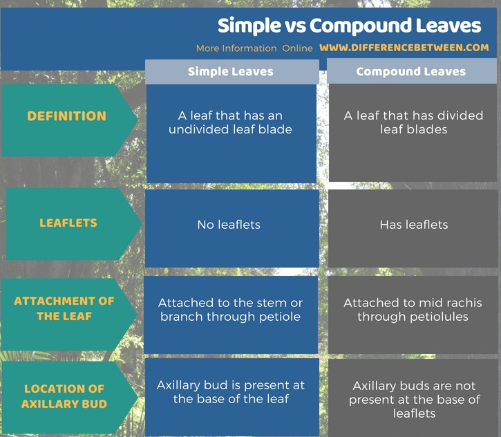 Difference Between Simple and Compound Leaves in Tabular Form