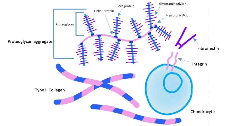 Difference Between Proteoglycans and Glycoproteins