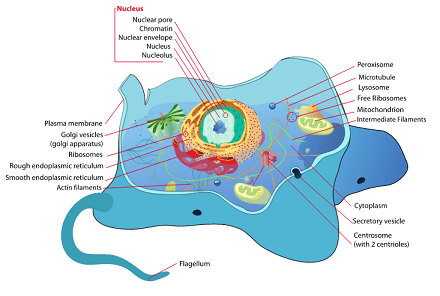 Difference Between Organ and Organelle