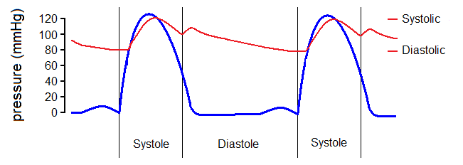 Key Difference - Systole vs Diastole