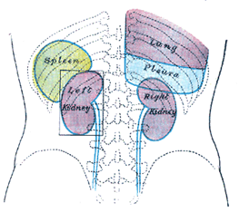 Difference Between Spleen and Kidney